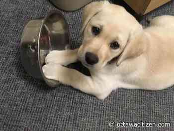 Guide Dohs group looking for volunteers to help raise guide dog candidates