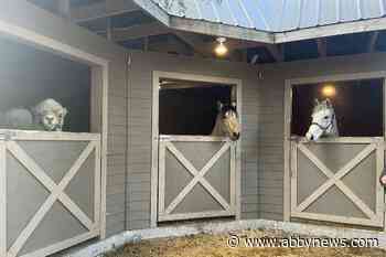 Okanagan camel is just a baby ‘growing like a weed’