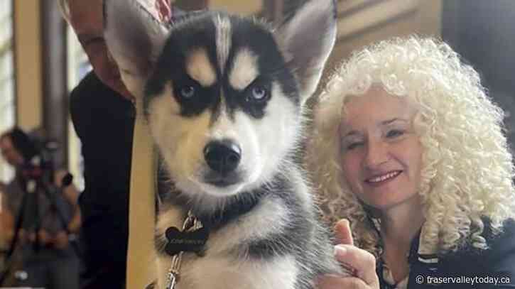 UConn introduces Siberian husky pup Jonathan XV as the school’s next mascot