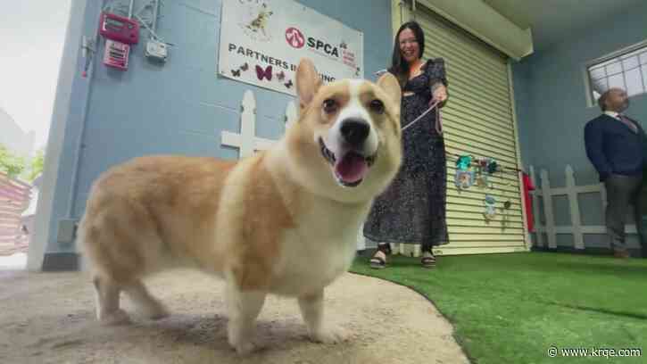Dogs rescued from China's meat trade arrive in California