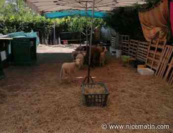 Un nouvel élevage illégal et un abattoir clandestin découvert à Nice