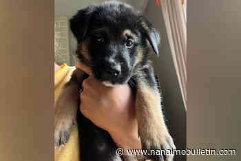 8-week-old puppies stolen under cover of dark from Nanaimo residence