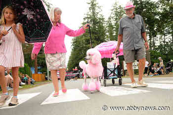 Pink-haired poodle from Chilliwack area raises money for breast cancer research