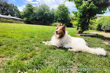 Herford: Hundewiese zieht um