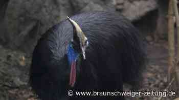 Australien will Helmkasuar besser schützen