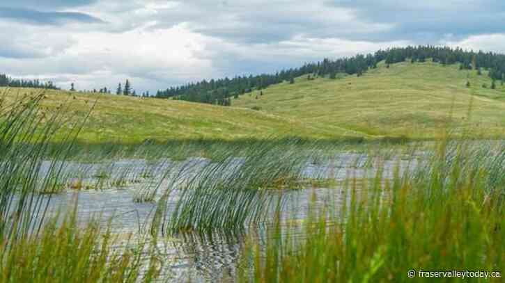 Protection coming for large tract of threatened grassland south of Kamloops, B.C.