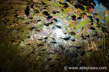 ‘Our Planet II’ Netflix series includes tadpole segment by B.C. filmmakers