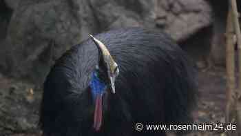 Australien will Helmkasuar besser schützen