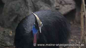 Australien will Helmkasuar besser schützen