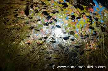 ‘Our Planet II’ Netflix series includes tadpole segment by B.C. filmmakers