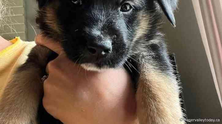 Mounties in Nanaimo, B.C., probe theft of German shepherd puppies