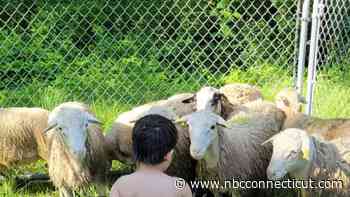 Multiple sheep on the loose in North Branford