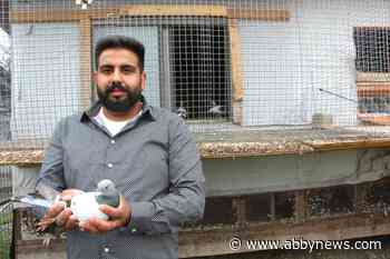 Abbotsford pigeon fancier wants bylaw ban to take flight