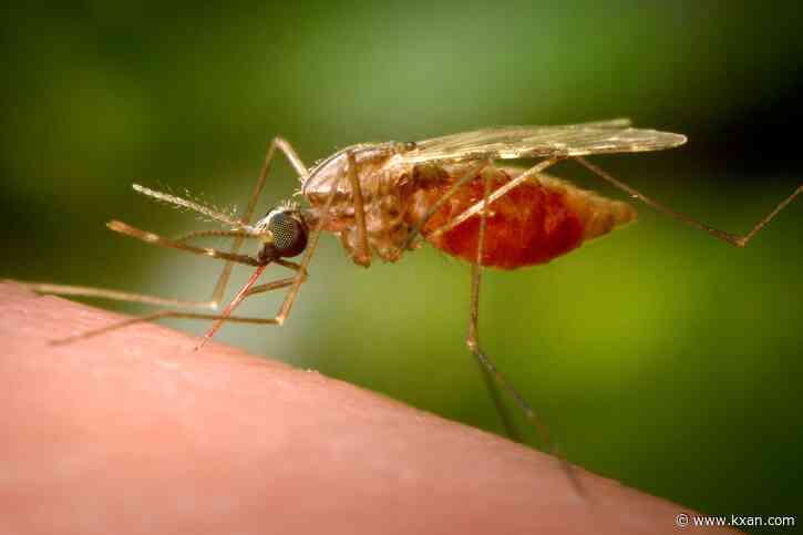 Positive West Nile mosquito pool reported in Travis County