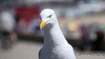 Video of gull swallowing a squirrel whole is totally normal and fine, say researchers