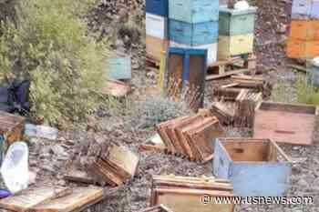 Chile's Bee Colonies Devastated by Floods After Fires