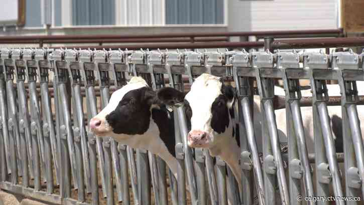 Dairy farmers raising money for Alberta food banks