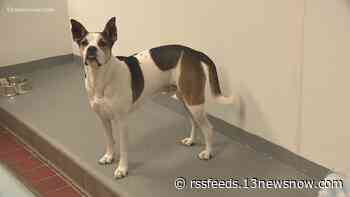 Dominion Energy volunteers help upgrade dog recreation area at Peninsula SPCA in Newport News