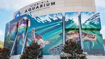 Virginia Aquarium's FantaSea Evenings to bring out pirate, mermaid and fairy