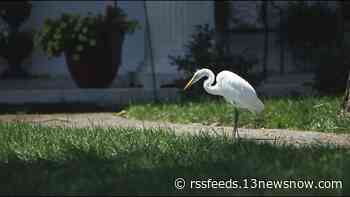 Dozens of big white birds killed or injured during Sunday's severe storm in Portsmouth neighborhood