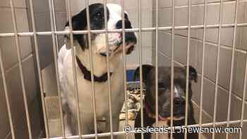 Norfolk animal shelter is over capacity; waives adoption fees and asks for foster help