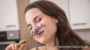 Schmeckt wie Urlaub: Kochen mit Lavendel