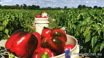 Veggie 'oversupply' sees 70pc price drop on some produce, farmers struggle to recoup costs