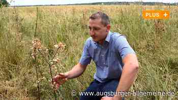 Hunderte Jungbäume vertrocknet: Sommer setzt den Wäldern im Raum Augsburg zu
