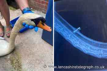 Lytham St Annes vet helped RSPCA to save a swan's life