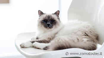 Gatto sacro di Birmania: origine, caratteristiche fisiche e come prendersene cura