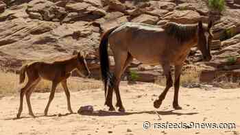 2 feral horses rescued from Lake Powell beach after becoming stranded due to rising water levels