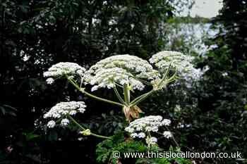 Giant Hogweed stung a man in a park leaving him with scarring
