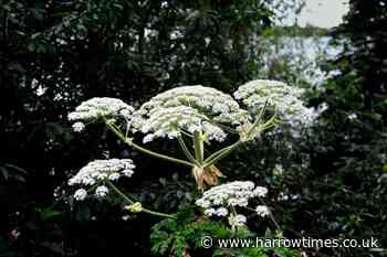 Giant Hogweed stung a man in a park leaving him with scarring