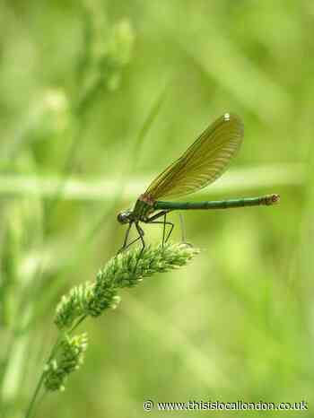 Nature Notes: Our shining damselflies