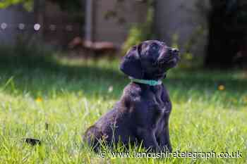 Jenni is the latest trainee police dog to join the team