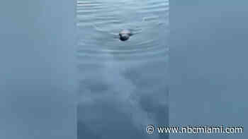 Miami woman says video shows manatee swimming in fuel spill in Little River