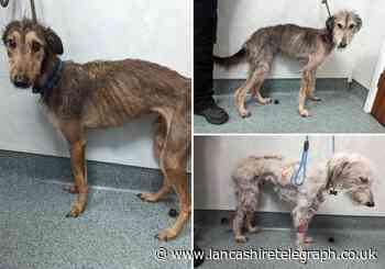 She has been disqualified from keeping animals for life
