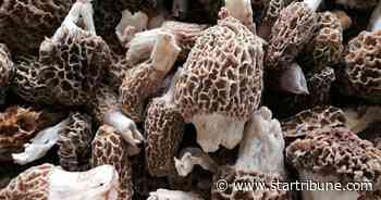 Conflict sprouting over wild mushroom hunting in Minnesota as DNR considers bag limits