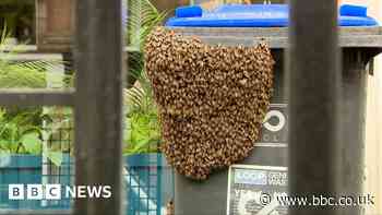 Bee swarm moved from bin of Glasgow city centre bar