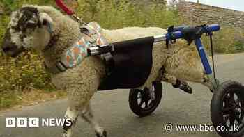 Suffolk lamb given wheels to stay mobile after legs fail