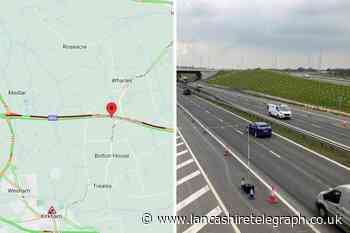 Traffic stopped on M55 due to cows on the road