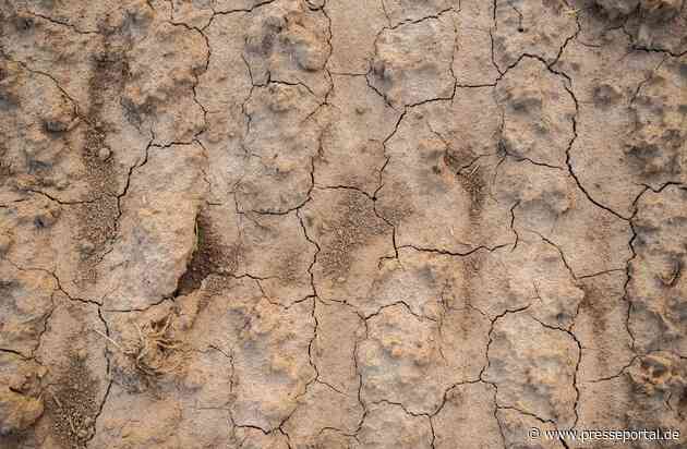 Dürre im Garten: Im Sommer mit Humus wässern