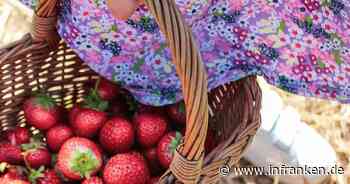 Die schönsten Erdbeerfelder in Franken - das sind die Favoriten unserer Nutzer