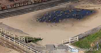 Tynemouth councillors back outdoor pool plans despite council concerns