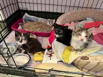 Brockley dog walker finds abandoned kittens on Bircham Path