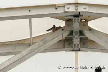 Schwalben nisten über der Hauptbühne der Landesgartenschau Höxter