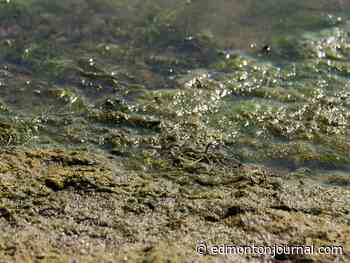 Blue-green algae advisory issued for Isle Lake west of Edmonton