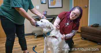 Cases of canine influenza increase in Minnesota, but vaccine in short supply