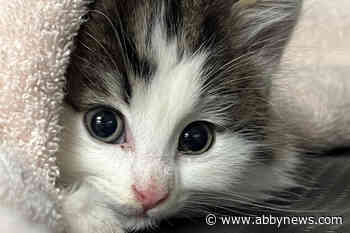 Stray kitten with broken leg found in Lower Mainland garage