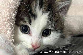 Stray kitten with broken leg found in Lower Mainland garage